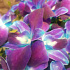 Орхидея синияя в коробке - Фото 6