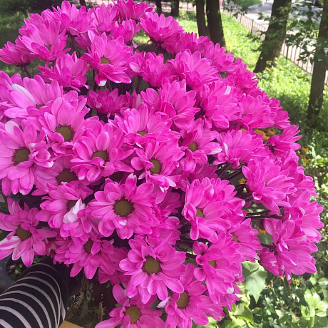 Хризантема кустовая 7 шт - Фото 2
