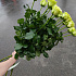 Роза 15 штук, 90см, атласная лента - Фото 4