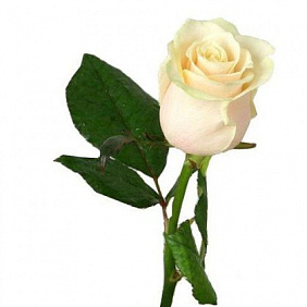 Роза белая Вендела