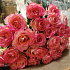 51 розовая роза Джумилия - Фото 2