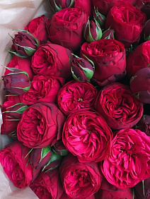 11 красных пионовидных роз Премиум