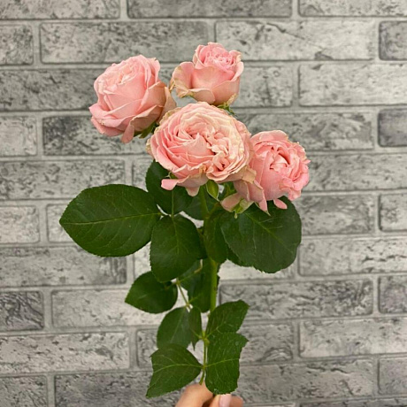 Роза кустовая пионовидная Madam Bombastic - Фото 6