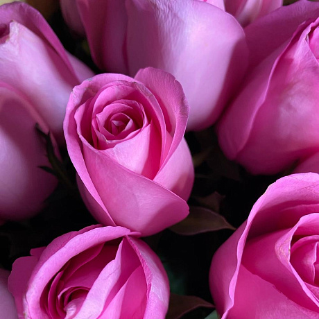 Роза ревиваль - Фото 6