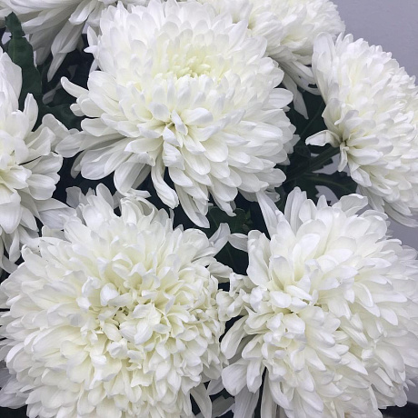 Белоснежная хризантема - Фото 5
