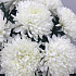 Белоснежная хризантема - Фото 5
