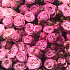 Букет цветов Pink hurricane - Фото 4