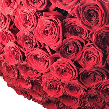 51 красная роза (Голландия 70см) - Фото 5