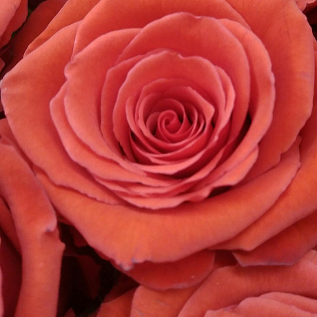 Букет цветов Очаровательная Нина №160 - Фото 6