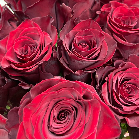 Роза из Эквадора - Фото 2