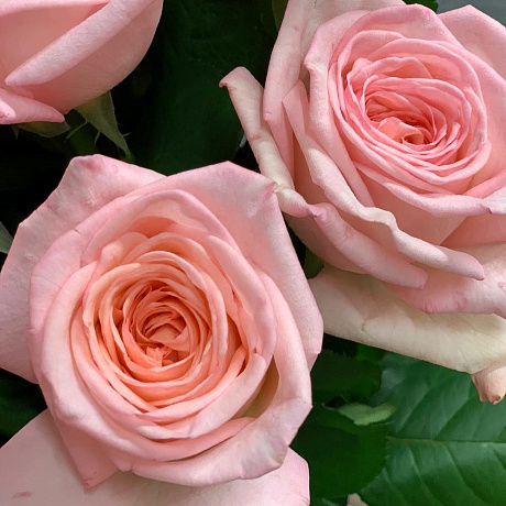 Ароматный букет из французской розы Пинк ОХара - Фото 5