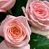 Ароматный букет из французской розы Пинк ОХара - Фото 5