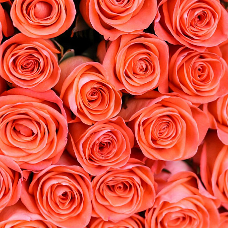 Букет из 51 оранжевой розы (70 см). N898 - Фото 6