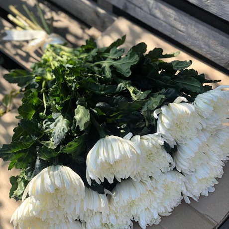 Белоснежная хризантема - Фото 2