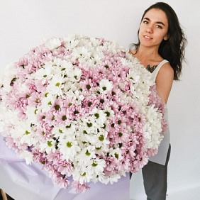 101 хризантема