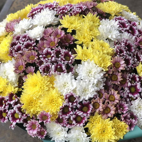 35 кустовых хризантем - Фото 2