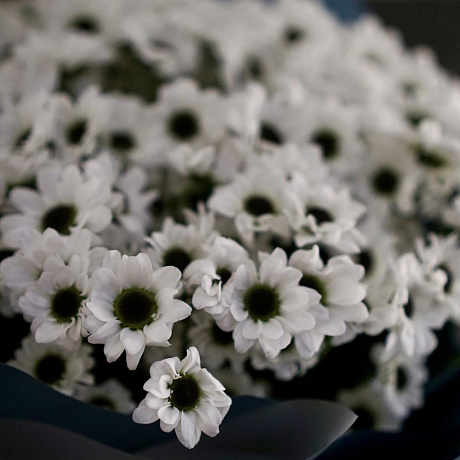 Моно-букет из хризантем - Фото 3