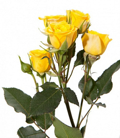 Роза Кустовая Жёлтая
