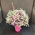 Букет цветов Коктейль - Фото 2