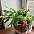 Корзина с многолетними цветущими растениями - Фото 1