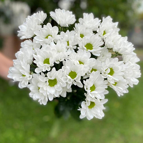 Хризантема кустовая 7 - Фото 5