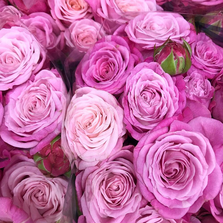 Розы розовые №160 - Фото 4