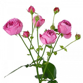 Розовая кустовая пионовидная роза