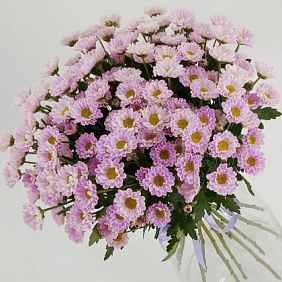 Розовые ромашки 13