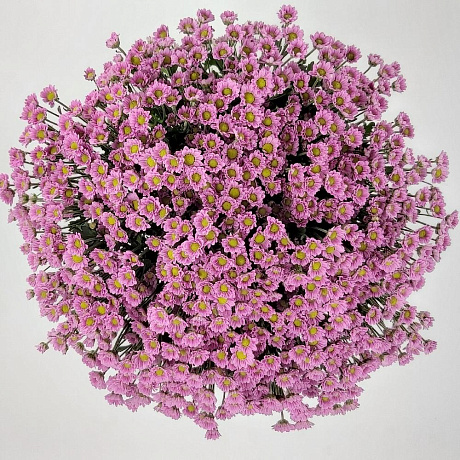 Охапка фиолетовых ромашек - Фото 3