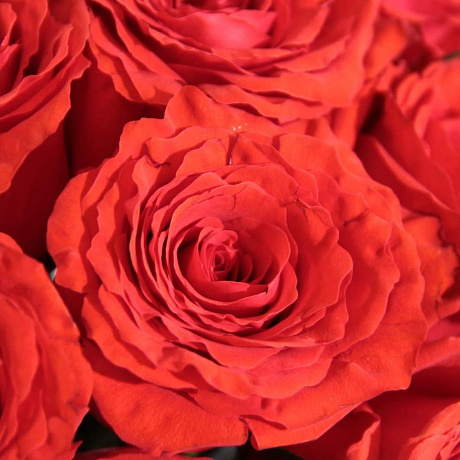 Букет из 15 роз Nina - Фото 3