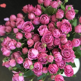 Роза-Пион Мистик №161