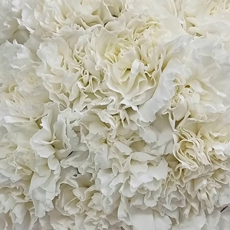 Ароматные белые диантусы - Фото 4