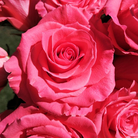 Букет цветов Карина - Фото 4