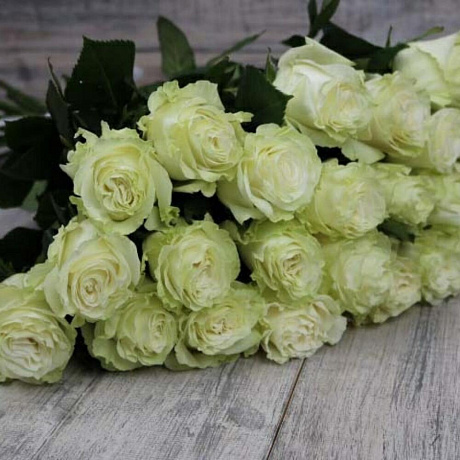 Роза Мондиаль Эквадор 25 штук - Фото 4