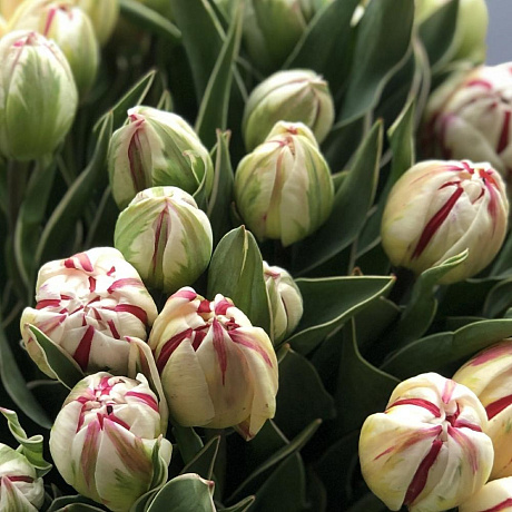 Пионовидные тюльпаны 51 шт - Фото 6