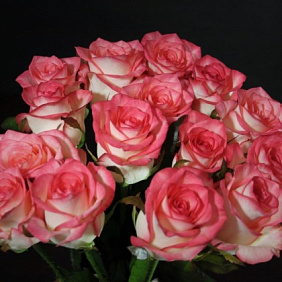 Роза Блаш 15 шт