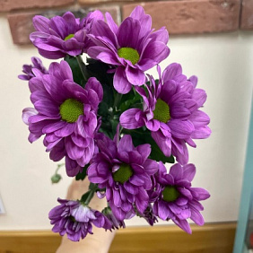 Хризантема кустовая фиолет