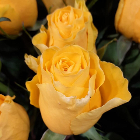 Желтые Розы №160 - Фото 4