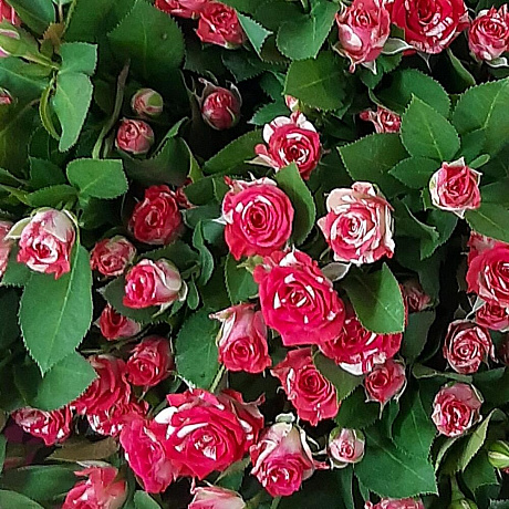 Букет из кустовой розы №160 - Фото 6