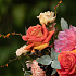 Букет цветов Сентябрьский урок - Фото 6