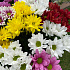 Хризантема кустовая разноцветная 7 - Фото 2