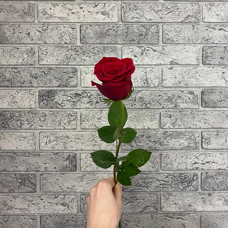 Роза VIP Premium Колумбия 40 см - Фото 3