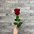 Роза VIP Premium Колумбия 40 см - Фото 3