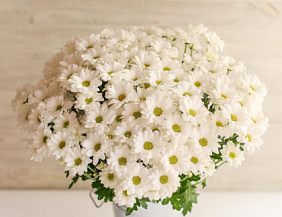 15 Белых Ромашковых хризантем в большой белой коробке №245