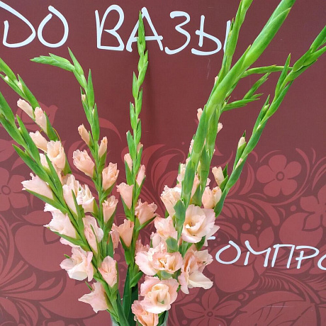 Букет Гладиолус - Фото 3