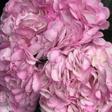 Букет цветов Розовая радость - Фото 2