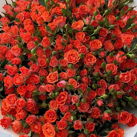 Кустовые розы vip - Фото 4