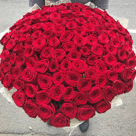 Красная роза. 70 см . 151 шт.  Монобукет.  N162 - Фото 5