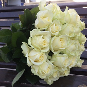 Роза Авалан №160