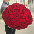 Красная роза. 70 см . 151 шт.  Монобукет.  N162 - Фото 1